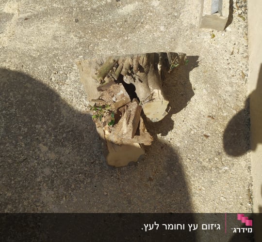 גזע עץ חתוך על הקרקע עם עלים קטנים